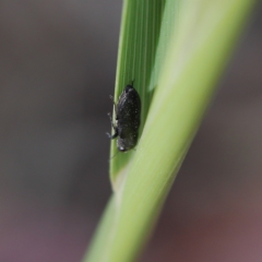 Buprestidae sp. (family) at Higgins Woodland - 18 Nov 2023