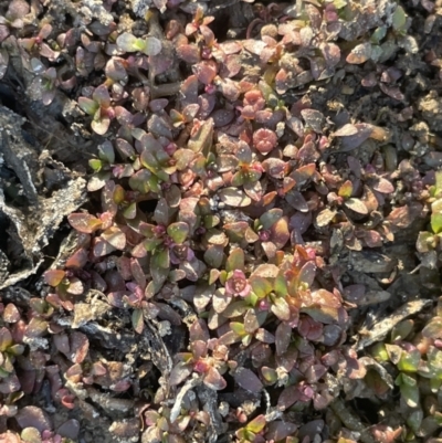 Elatine gratioloides (Waterwort) at O'Connor, ACT - 18 Nov 2023 by JaneR