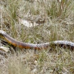 Notechis scutatus (Tiger Snake) at Cotter River, ACT - 17 Nov 2023 by BirdoMatt