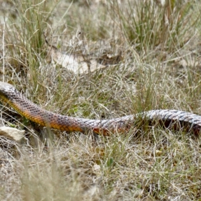 Notechis scutatus (Tiger Snake) at Cotter River, ACT - 17 Nov 2023 by BirdoMatt