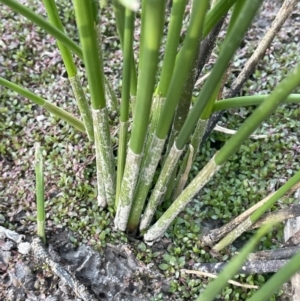 Eleocharis acuta at Bruce Ridge - 18 Nov 2023