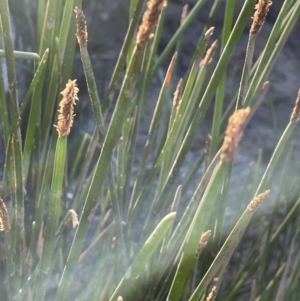 Eleocharis acuta at Bruce Ridge - 18 Nov 2023