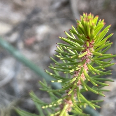 Myriophyllum crispatum (Water Millfoil) at O'Connor, ACT - 18 Nov 2023 by JaneR