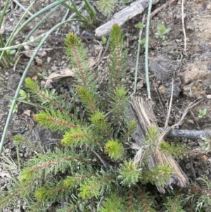 Myriophyllum crispatum at Bruce Ridge - 18 Nov 2023