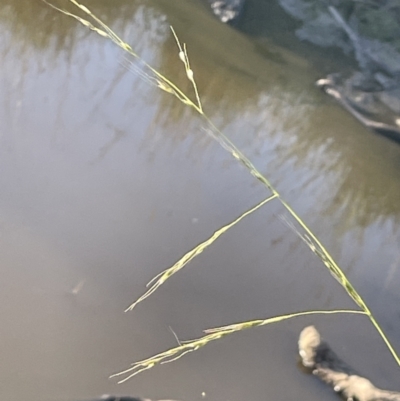 Amphibromus nervosus (Common Swamp Wallaby-grass) at FGD020: O'Connor Ridge Dam - 18 Nov 2023 by JaneR