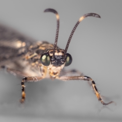 Glenoleon pulchellus (Antlion lacewing) at QPRC LGA - 18 Nov 2023 by MarkT