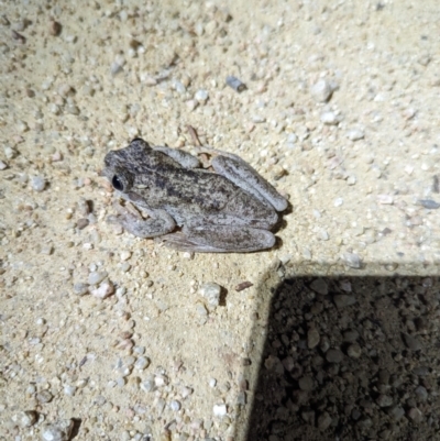 Litoria peronii (Peron's Tree Frog, Emerald Spotted Tree Frog) at Mulligans Flat - 20 Oct 2023 by RobynHall