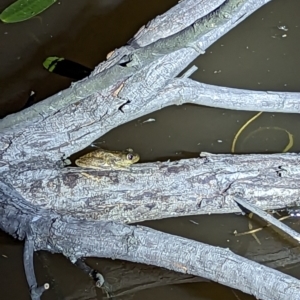 Litoria peronii at Mulligans Flat - 20 Oct 2023 08:50 PM