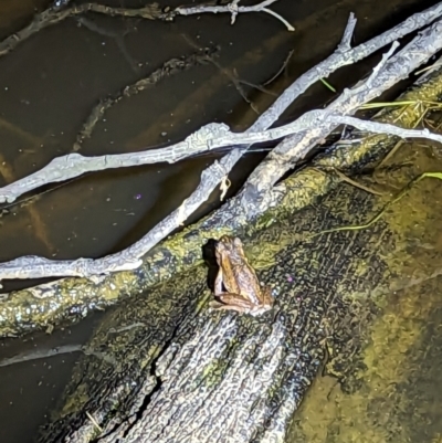 Litoria verreauxii verreauxii (Whistling Tree-frog) at Mulligans Flat - 20 Oct 2023 by RobynHall