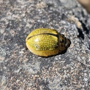 Paropsisterna cloelia at Namadgi National Park - 18 Nov 2023 02:43 PM