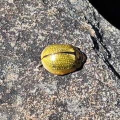 Paropsisterna cloelia at Namadgi National Park - 18 Nov 2023 02:43 PM