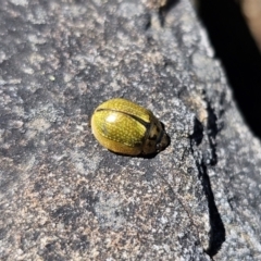 Paropsisterna cloelia at Namadgi National Park - 18 Nov 2023 02:43 PM