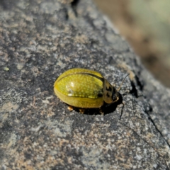 Paropsisterna cloelia at Namadgi National Park - 18 Nov 2023 02:43 PM