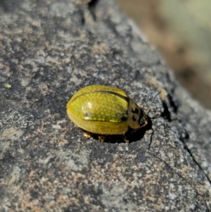 Paropsisterna cloelia at Namadgi National Park - 18 Nov 2023 02:43 PM