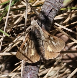 Trapezites phigalia at Namadgi National Park - 18 Nov 2023