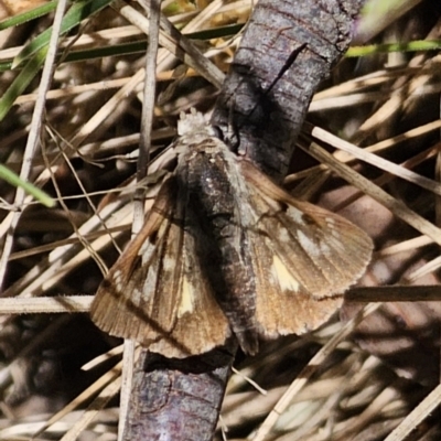 Trapezites phigalia (Heath Ochre) at Namadgi National Park - 17 Nov 2023 by Csteele4