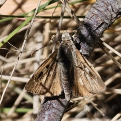 Trapezites phigalia at Namadgi National Park - 18 Nov 2023