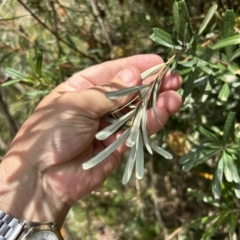 Banksia marginata (Silver Banksia) at Gigerline Nature Reserve - 11 Nov 2023 by dwise