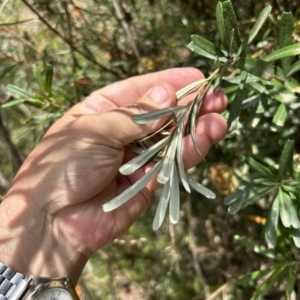 Banksia marginata at Gigerline Nature Reserve - 11 Nov 2023 02:28 PM