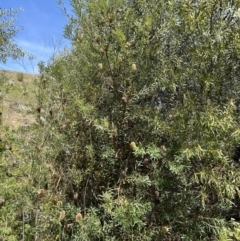 Banksia marginata at Gigerline Nature Reserve - 11 Nov 2023 02:28 PM