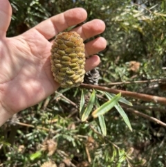 Banksia marginata at Gigerline Nature Reserve - 11 Nov 2023 02:28 PM