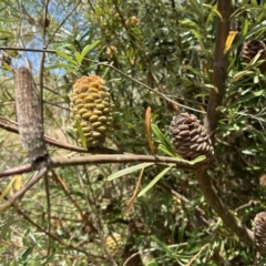 Banksia marginata at Gigerline Nature Reserve - 11 Nov 2023 02:28 PM