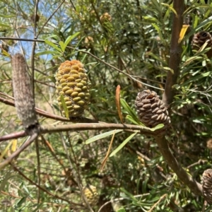 Banksia marginata at Gigerline Nature Reserve - 11 Nov 2023