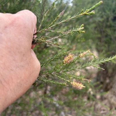 Melaleuca parvistaminea (Small-flowered Honey-myrtle) at Bullen Range - 14 Nov 2023 by dwise
