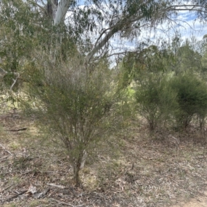 Melaleuca parvistaminea at Bullen Range - 14 Nov 2023