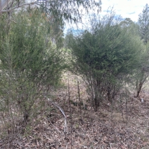 Melaleuca parvistaminea at Bullen Range - 14 Nov 2023