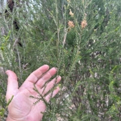 Melaleuca parvistaminea at Bullen Range - 14 Nov 2023