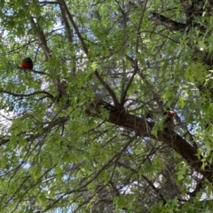 Alisterus scapularis (Australian King-Parrot) at Stromlo, ACT - 15 Nov 2023 by dwise