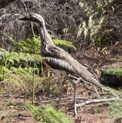 Burhinus grallarius (Bush Stone-curlew) at Wallum - 18 Nov 2023 by WallumWarrior