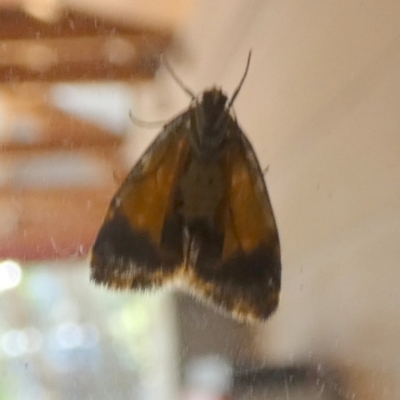 Halone sinuata (Rock Lichen Moth) at Queanbeyan, NSW - 18 Nov 2023 by Paul4K