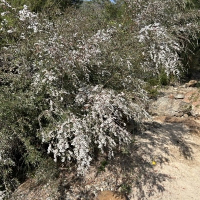 Gaudium brevipes (Grey Tea-tree) at Paddys River, ACT - 10 Nov 2023 by dwise