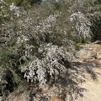 Gaudium brevipes (Grey Tea-tree) at Paddys River, ACT - 11 Nov 2023 by dwise