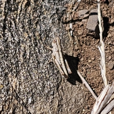 Caledia captiva (grasshopper) at Tidbinbilla Nature Reserve - 18 Nov 2023 by Csteele4