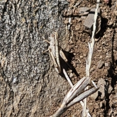 Caledia captiva at Tidbinbilla Nature Reserve - 18 Nov 2023 10:47 AM