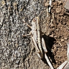 Caledia captiva at Tidbinbilla Nature Reserve - 18 Nov 2023 10:47 AM