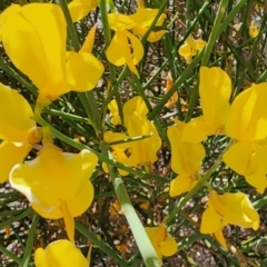 Spartium junceum (Spanish Broom ) at Curtin, ACT - 19 Nov 2023 by Steve818