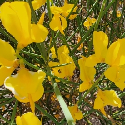 Spartium junceum (Spanish Broom ) at Curtin, ACT - 18 Nov 2023 by Steve818