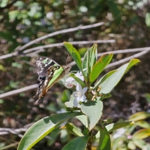 Graphium macleayanum at Namadgi National Park - 18 Nov 2023