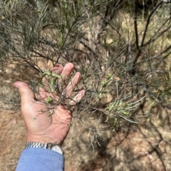 Acacia boormanii (Snowy River Wattle) at Hume, ACT - 13 Nov 2023 by dwise