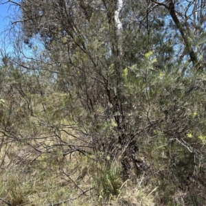 Acacia boormanii at Hume, ACT - 13 Nov 2023