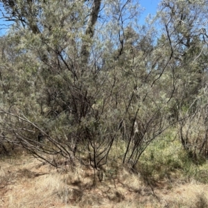 Acacia boormanii at Hume, ACT - 13 Nov 2023