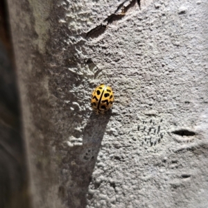 Cleobora mellyi at Tidbinbilla Nature Reserve - 18 Nov 2023