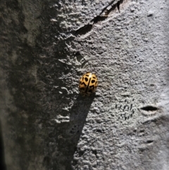 Cleobora mellyi at Tidbinbilla Nature Reserve - 18 Nov 2023