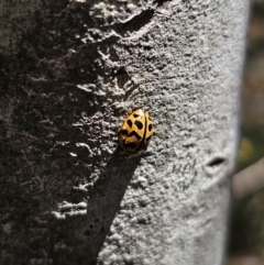 Cleobora mellyi at Tidbinbilla Nature Reserve - 18 Nov 2023