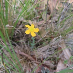 Hypericum gramineum (Small St Johns Wort) at Bombay, NSW - 17 Nov 2023 by MatthewFrawley