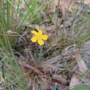 Hypericum gramineum at QPRC LGA - 17 Nov 2023